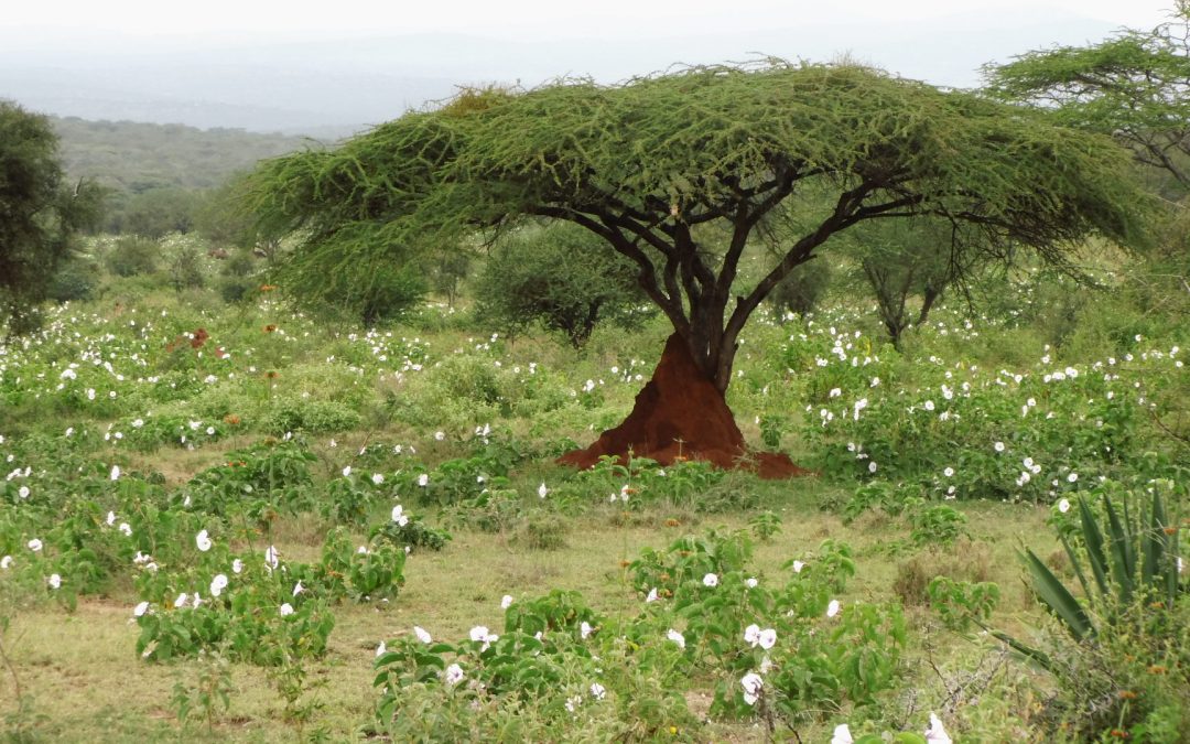 Vorbereitung auf die Regenzeit – Hoffnung und Hilfe für die Maasai-Gemeinschaft in Kenia