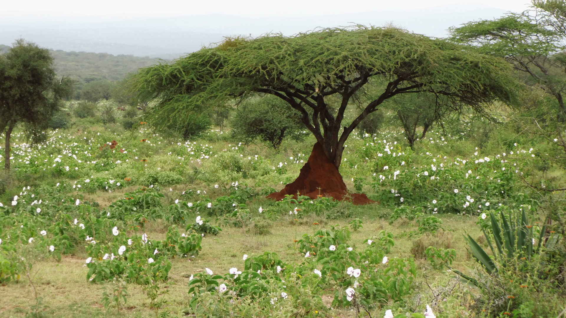 2012 Landschaft nach Regenfällen im Massailand Nach dem Regen