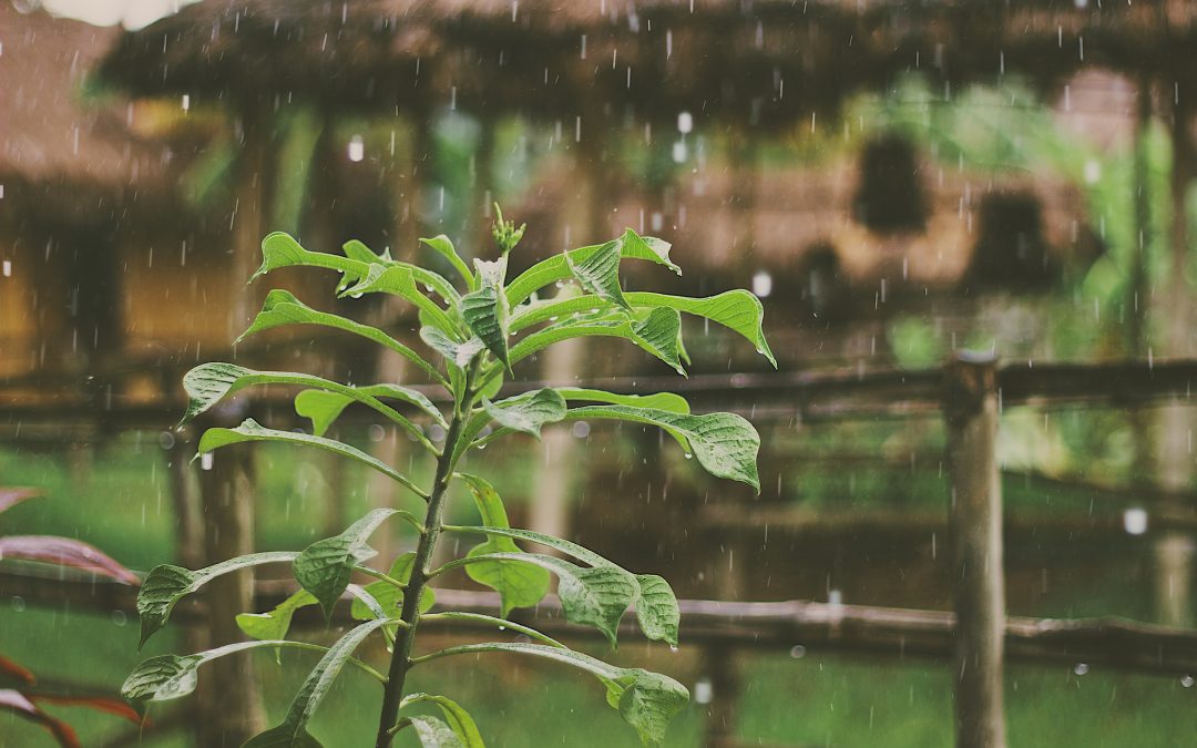 Starker Regen in Uganda